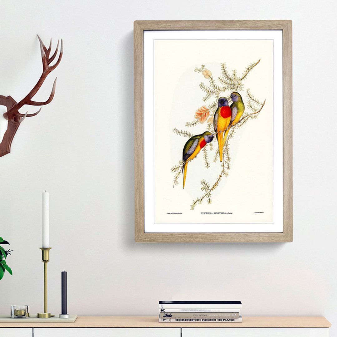 Splendid Grass-Parakeets by Elizabeth Gould - Picture Frame Painting Print