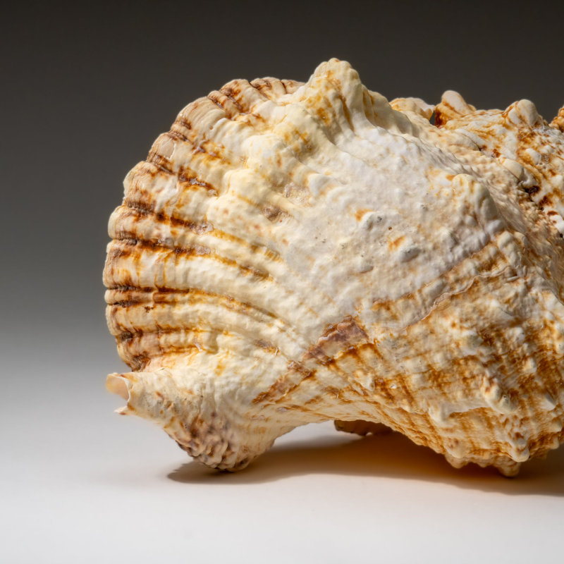 Genuine Murex Shell (1.7 Lbs)