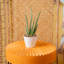 Aloe Succulent in Planter