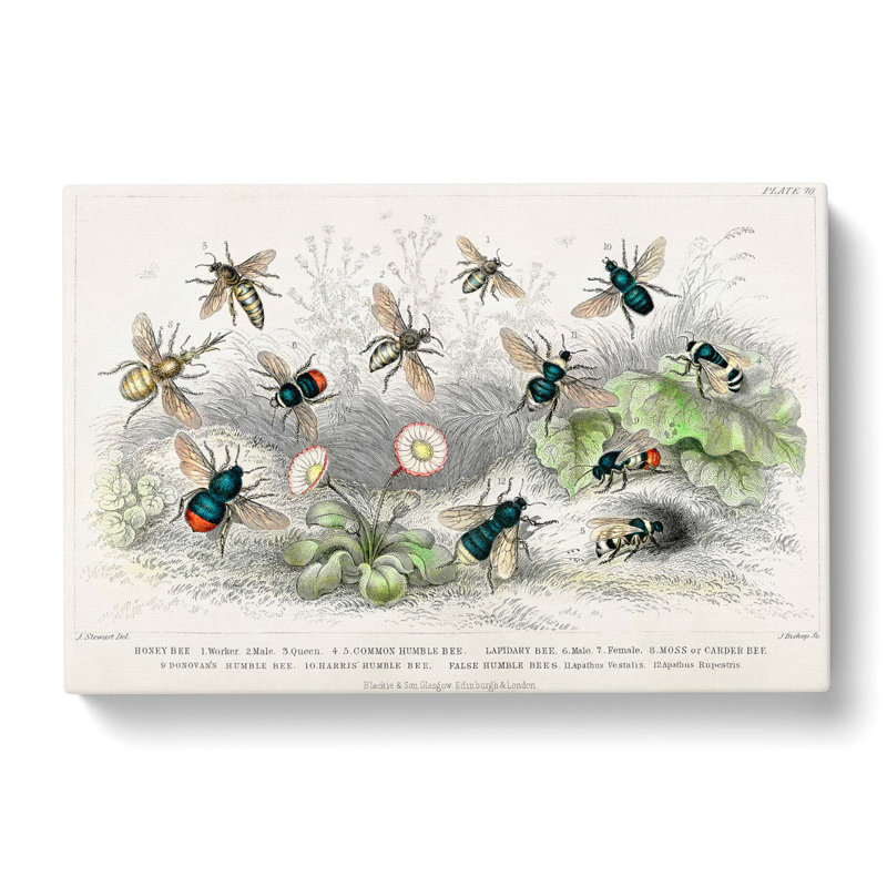 Assortment of Bees by Oliver Goldsmith - Wrapped Canvas, 50cm H x 76cm W x 3cm D