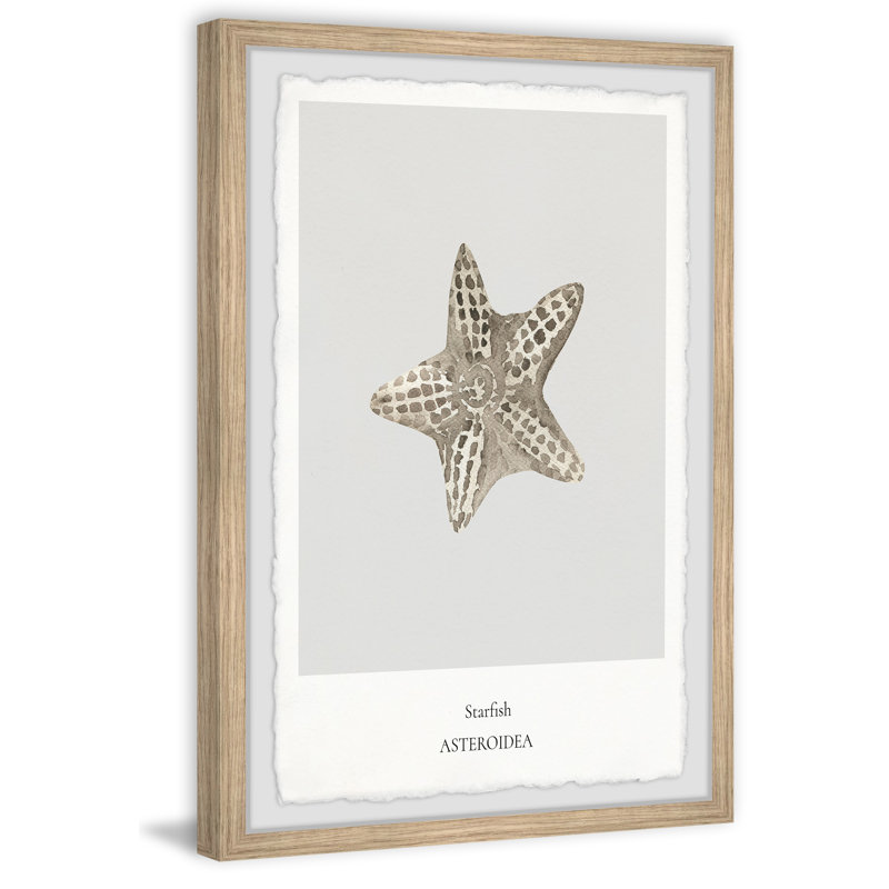 Asteroidea - Single Picture Frame Print, 30cm H x 20cm W x 3.81cm D