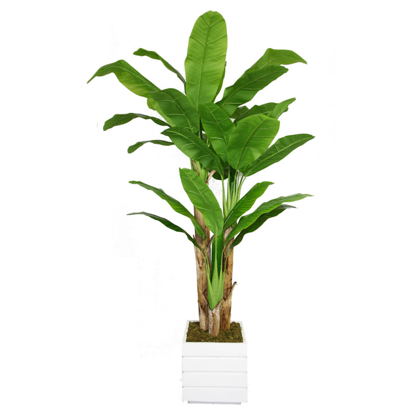 Bananier artificiel 86 po Panama, Blanc