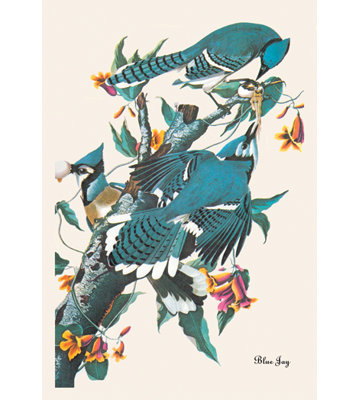 " Blue Jay " by James Audubon