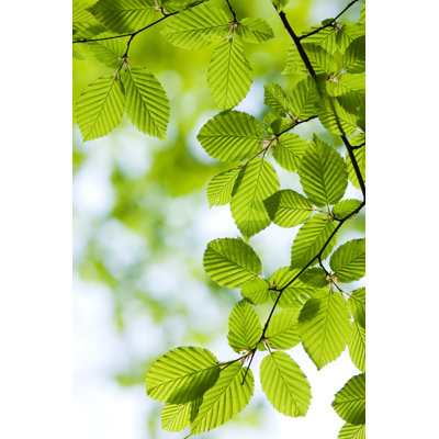 Hornbeam Leaves - Wrapped Canvas Photograph