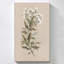 "White Floral Stem I" par Carol Robinson, reproduction sur toile