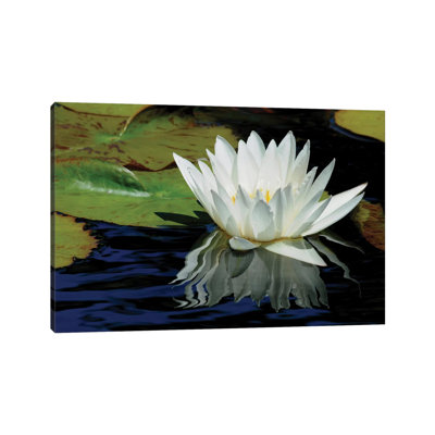 Lily Reflections 1 Piece Wrapped Canvas Wall Art