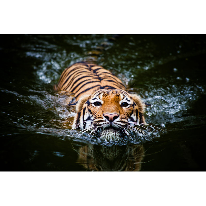 Tiger Swimming - Wrapped Canvas Print, 51cm H x 76cm W x 3.8cm D