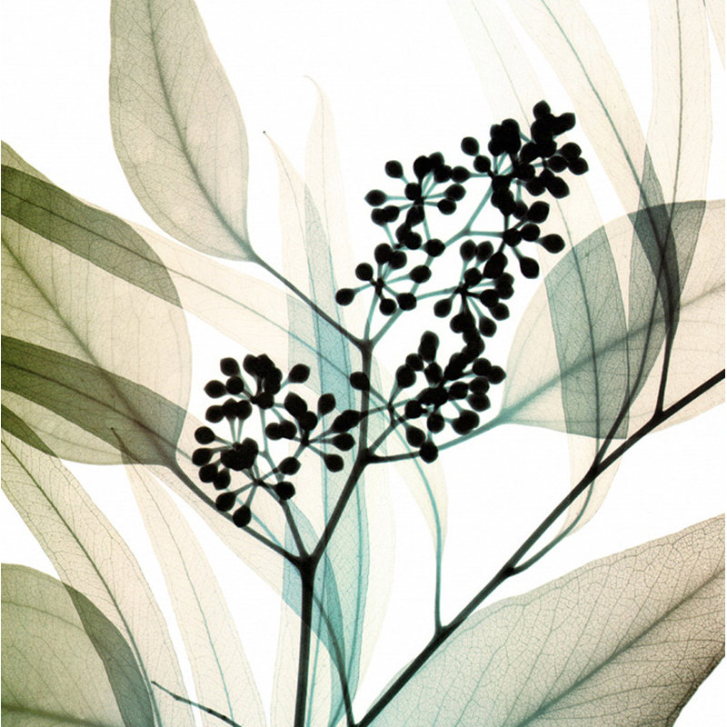 Eucalyptus IMA-M795, H 20 po x l 20 po