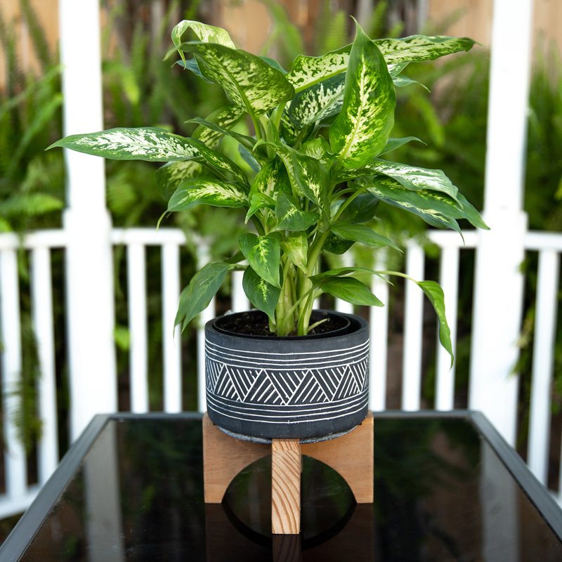 Anushree Pot Planter