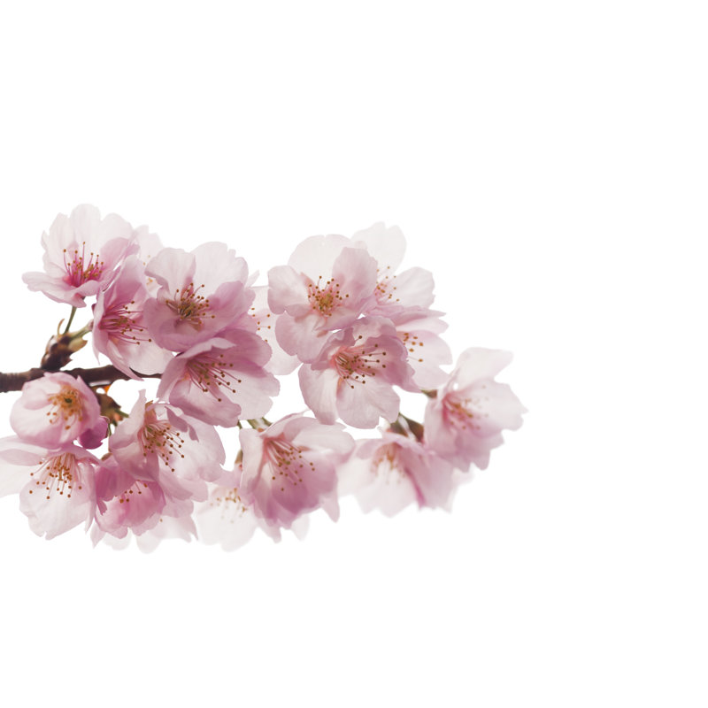 Pink Cherry Blossoms by Ooyoo - Wrapped Canvas Print, 20cm H x 30cm W