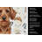 Wirehaired Red Dachshund Coffee Bar Kitchen Towel-1168063296