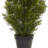 Faux Foliage Tree in Pot-1743630061