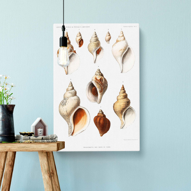 Conch Shells by Albert I - Wrapped Canvas Painting Print, 60cm H x 40cm W x 3cm D