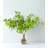 Artificial Greenery Willow Bell Branch in Vase