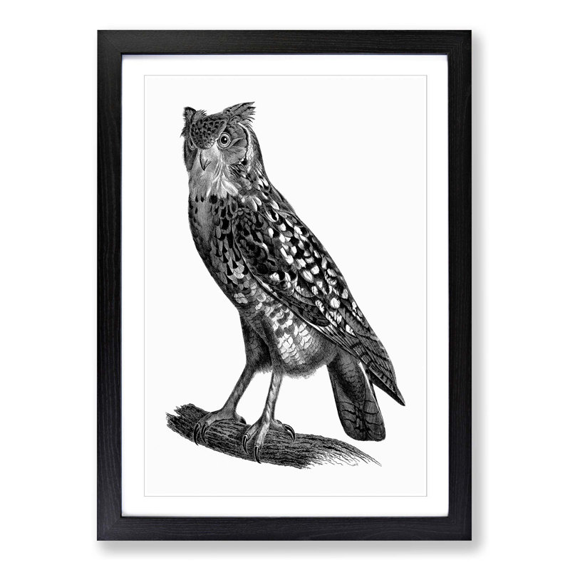 Egyptian Owl Illustration - Picture Frame Drawing Print, Black Framed, 65cm H x 48cm W x 2cm D