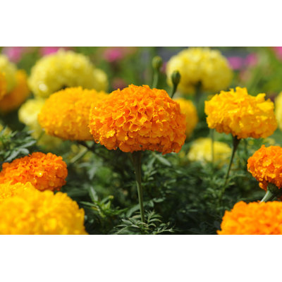 " Marigold Flowers " by Kuarmungadd