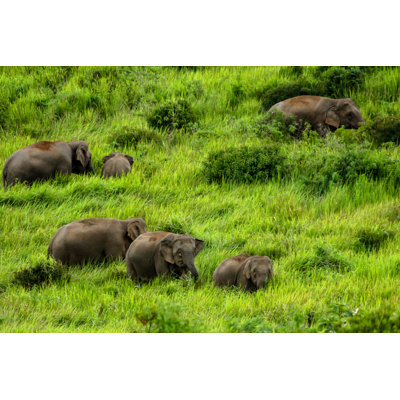 Elephants - Wrapped Canvas Print