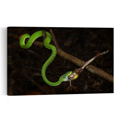Green Viper'S Feast Abstract Frog Snake Forest Landscape Wall Art Print 1 Piece Wrapped Canvas Wall Art