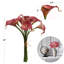 Tige de lys-1327164711-1327222147