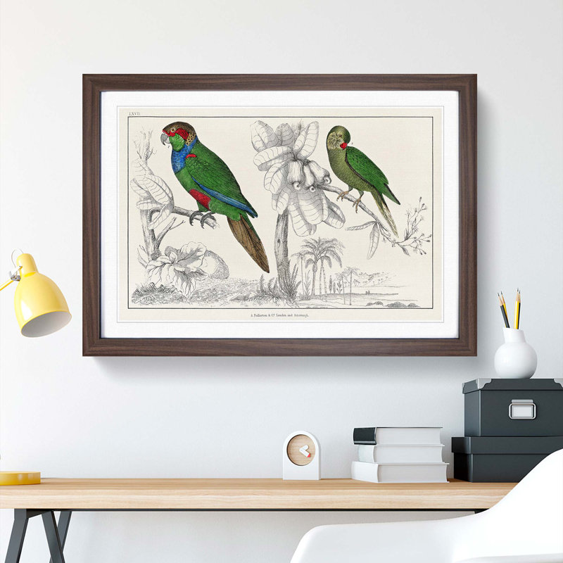 Parrots by Oliver Goldsmith - Framed Print, 36cm H x 48cm W x 2cm D, Walnut Framed