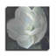 «Magnolia III Sage» par Carol Rowan-1295411348