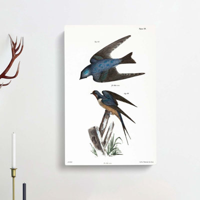 Barn Swallow & White-Bellied Swallow by J.E. De Kay - Single Picture Frame Painting