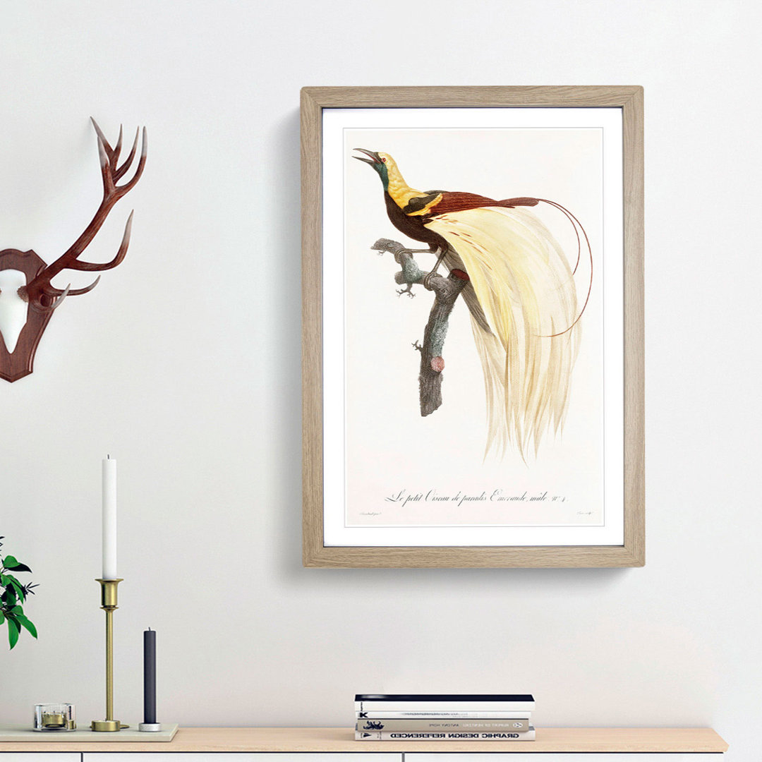 An Emperor Bird Of Paradise by Jacques Barraband Framed Print
