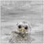 « snow hibou », reproduction de photo sur toile-26233908