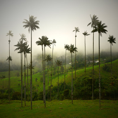 Cocoa Valley by SL_Photography - Wrapped Canvas Print