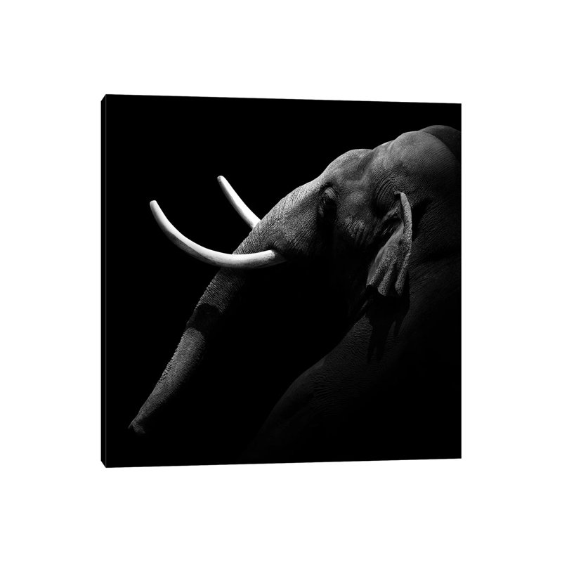 Elephant In Black And White I by Lukas Holas - Wrapped Canvas Print, 30.48 cm H x 30.48 cm W