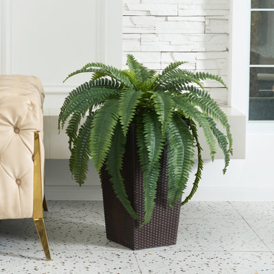 Adcock 39" Fern Plant