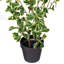 Ficus artificiel panaché 24 po