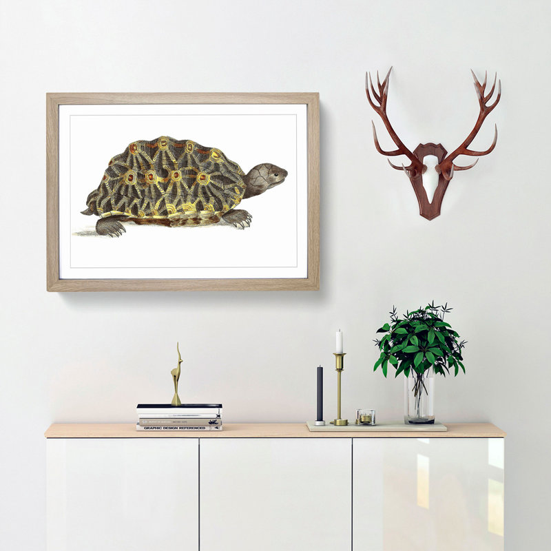 Tortoise by George Shaw - Framed Print, 36cm H x 48cm W x 2cm D, Oak Framed