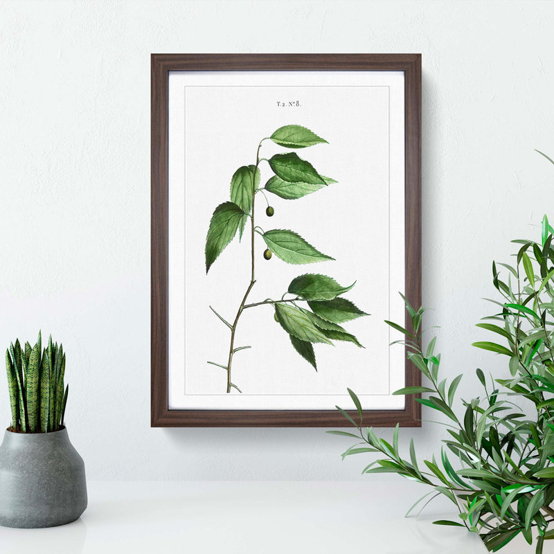 European Nettle Tree by Pierre-Joseph Redoute - Picture Frame Painting Print, Walnut Framed, 36cm H x 27cm W x 2cm D