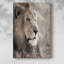 Leo - Cavas enveloppés de galerie-1397141483