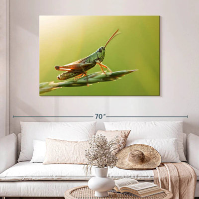 Grasshopper