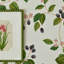 Rubus Wallpaper-724669897