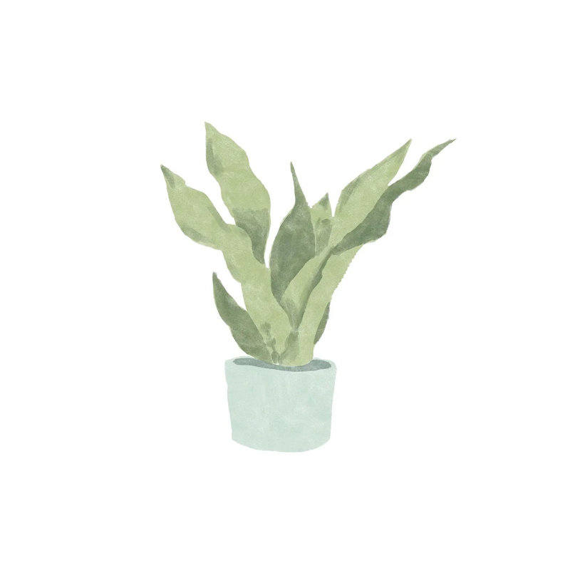 Snake Plant II by Bannarot - Wrapped Canvas Gallery-Wrapped Canvas Giclée, 30.48 cm H x 30.48 cm W