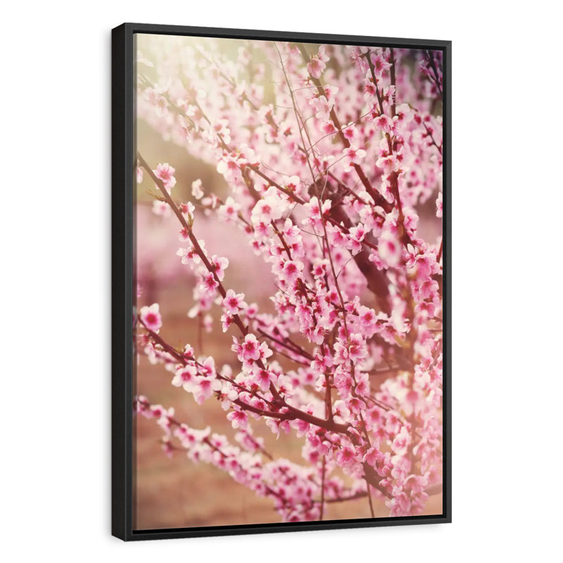 Sakura rose ensoleillé, 13 po x 19 po, Cadre flottant noir