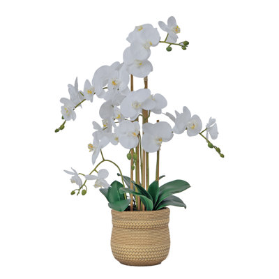 30" White Orchid Arrangement in a Large Tan Ceramic Planter | Real Touch White Moth Phalaenopsis Orchids by Fiori Sempre