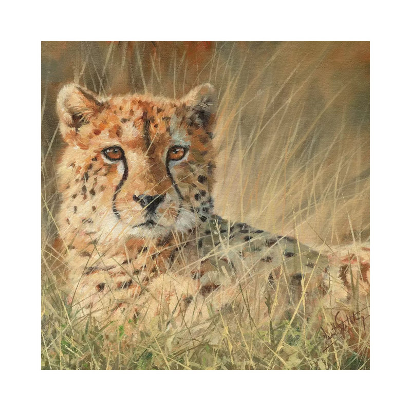 Cheetah Laying In Long Grass by David Stribbling - Wrapped Canvas Painting, 66.04 cm H x 66.04 cm W x 1.91 cm D