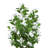 Magnolia Tree in Fiberstone Planter