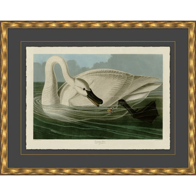 Cygne trompette