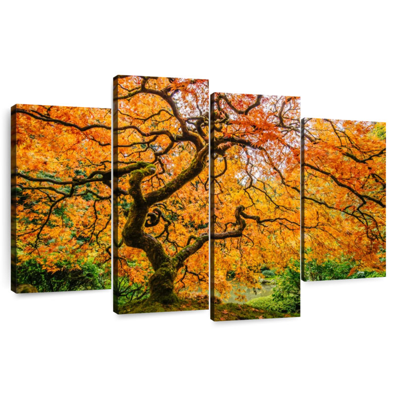 Harnek Oregon Japanese Maple