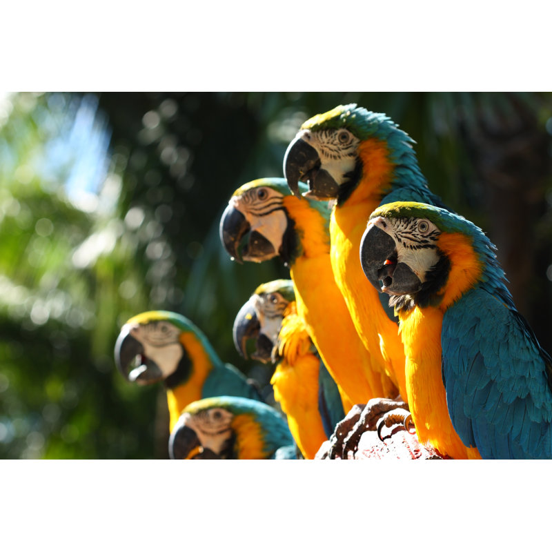 A Group Of Blue And Gold Macaws by Tomodaji - Wrapped Canvas Print, 61cm H x 91cm W x 3.8cm D