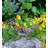 Roadrunner Statue Metal Garden Statuary-126677588