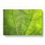 Veins Of A Leaf - Wrapped Canvas-55301051