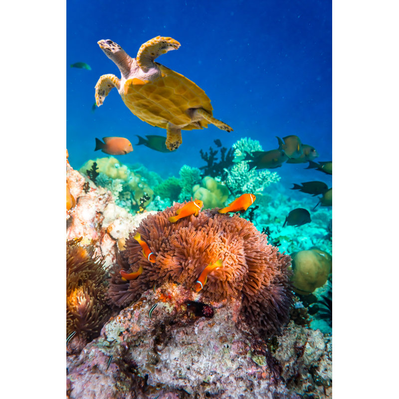 Anemonefish by Cookelma - Wrapped Canvas Print, 91cm H x 61cm W