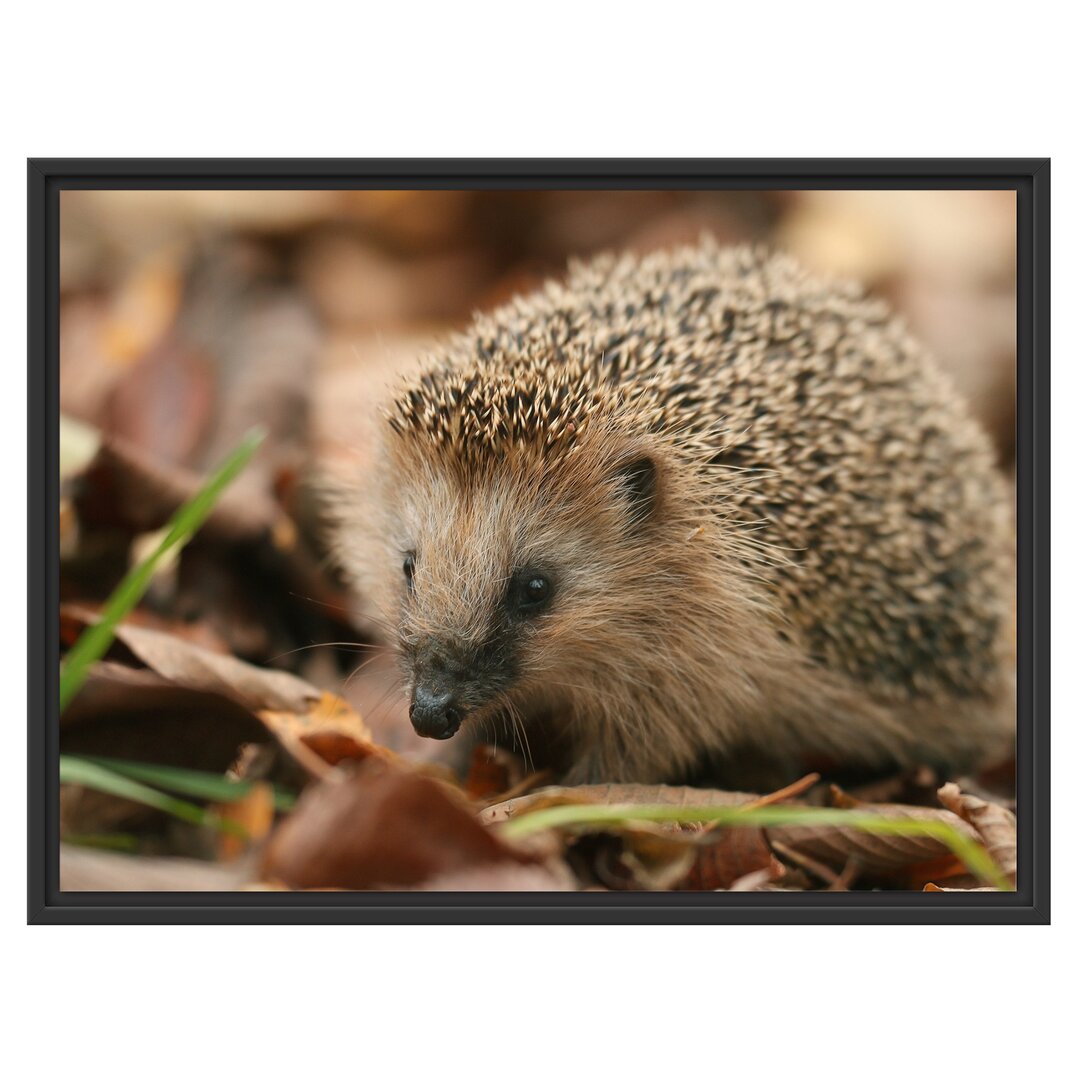 Gerahmtes Wandbild Kleiner Igel