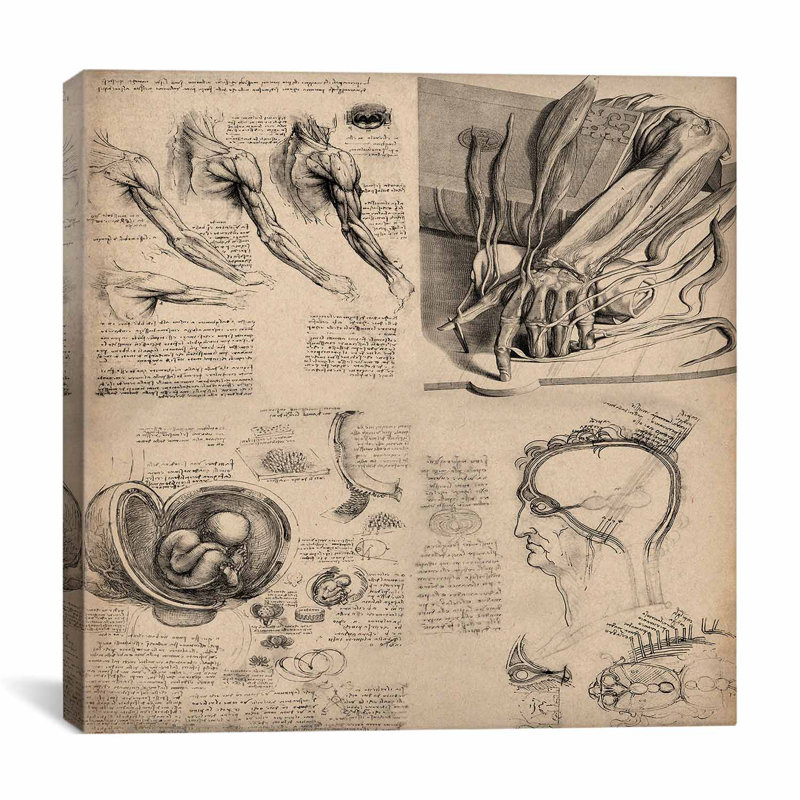 " Human Body Anatomy Collage " by Leonardo Da Vinci, 12" H x 12" W x 1.5" D